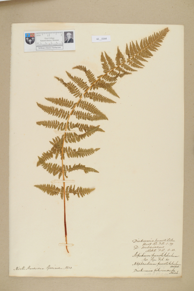 image NHM_HH_42.164-2010