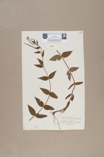 NHM_HH_17.21-2010 image NHM_HH_17.21-2010