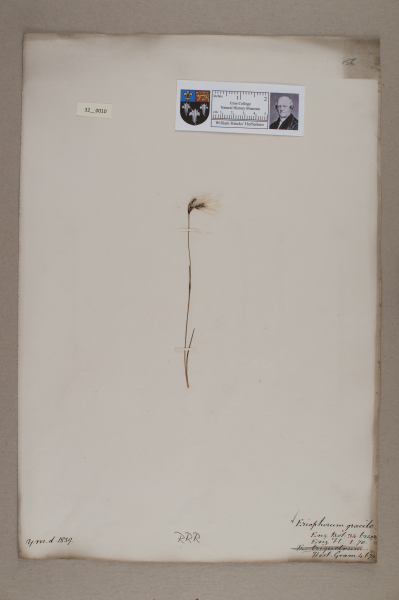 NHM_HH_32.10-2010 image NHM_HH_32.10-2010