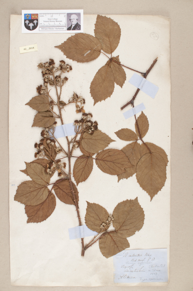 NHM_HH_43.18-2010 image NHM_HH_43.18-2010