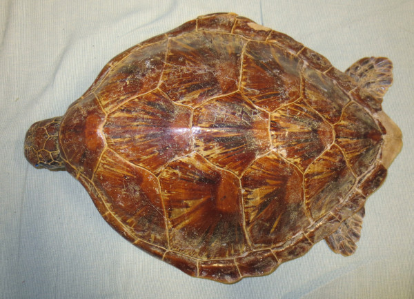 image NHM-BA.11-2018