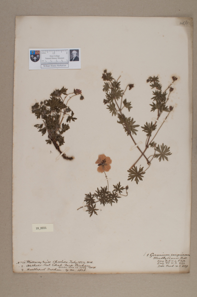 NHM_HH_19.31-2010 image NHM_HH_19.31-2010