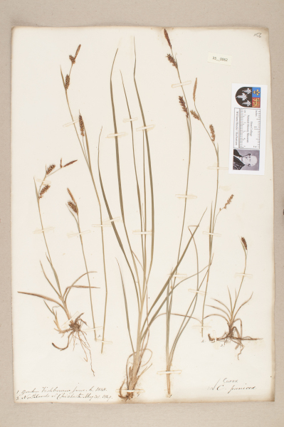 NHM_HH_33.62-2010 image NHM_HH_33.62-2010