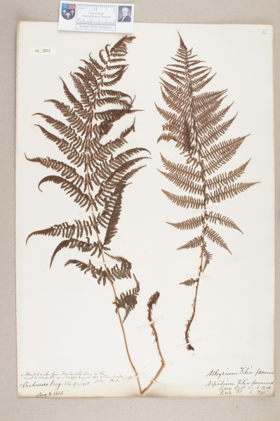 NHM_HH_5.11-2010 image NHM_HH_5.11-2010