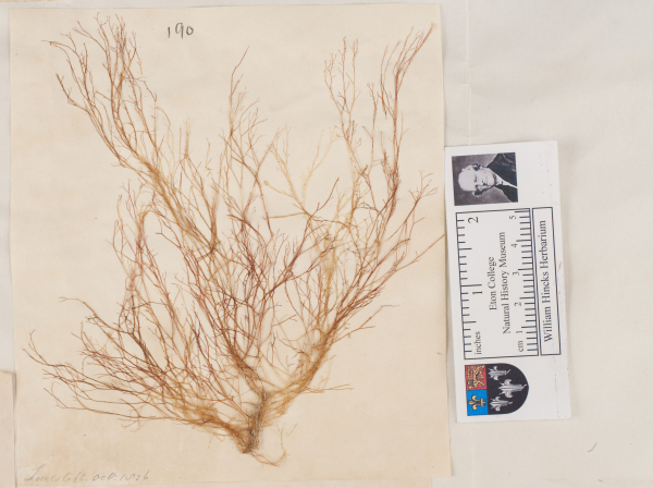 NHM_HH_1.190-2010 image NHM_HH_1.190-2010