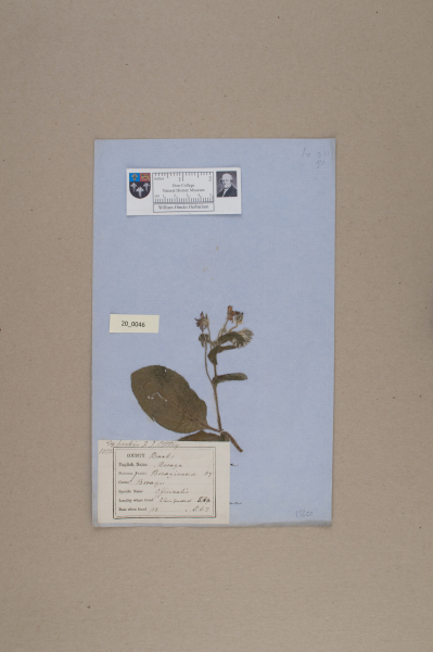 NHM_HH_20.46-2010 image NHM_HH_20.46-2010