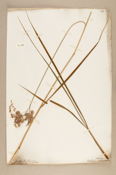 NHM_HH_34.7-2010 image NHM_HH_34.7-2010