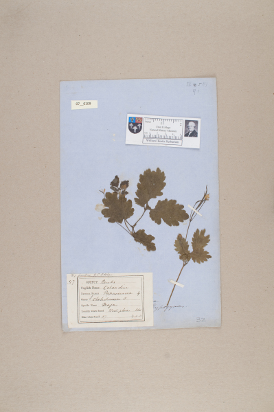 NHM_HH_7.109-2010 image NHM_HH_7.109-2010