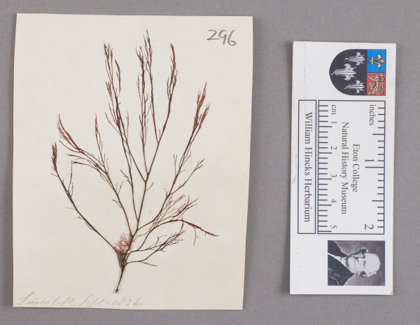 NHM_HH_1.296-2010 image NHM_HH_1.296-2010