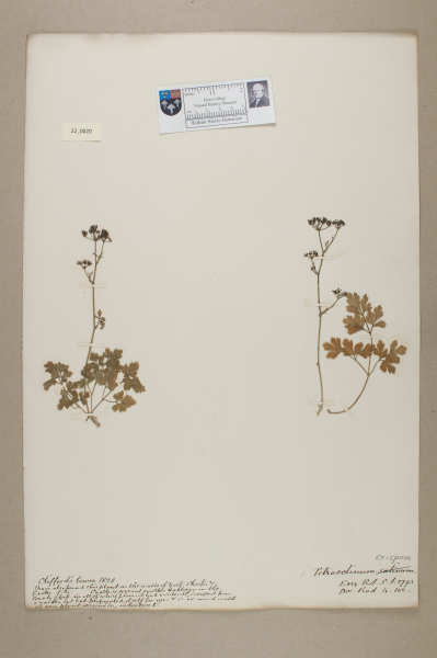 NHM_HH_22.20-2010 image NHM_HH_22.20-2010