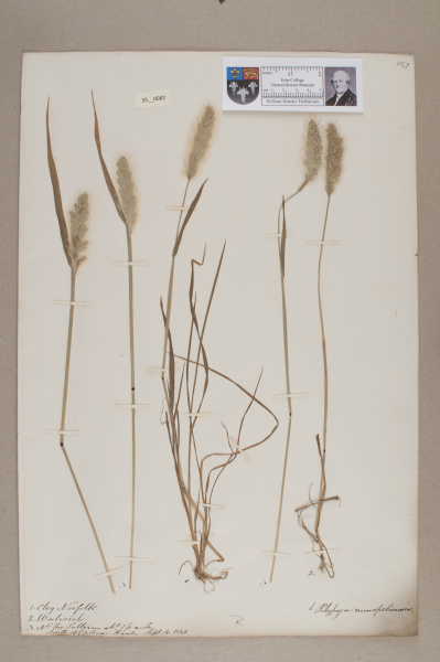 NHM_HH_35.82-2010 image NHM_HH_35.82-2010