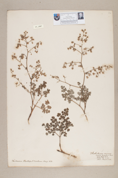 NHM_HH_7.87-2010 image NHM_HH_7.87-2010