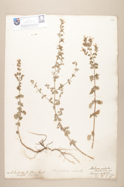 NHM_HH_23.67-2010 image NHM_HH_23.67-2010