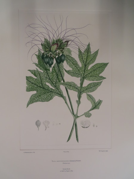 image FDA-E.2916_31_22-2016