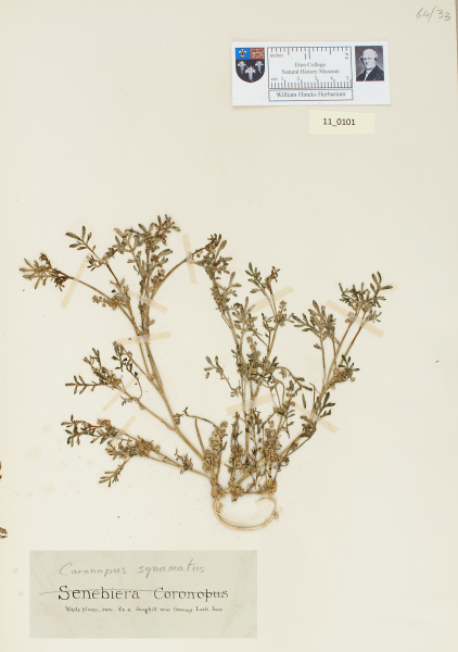 NHM_HH_11.101-2010 image NHM_HH_11.101-2010