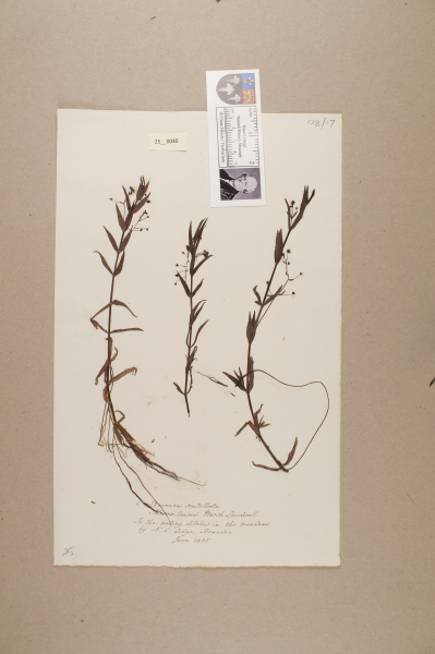 NHM_HH_25.40-2010 image NHM_HH_25.40-2010