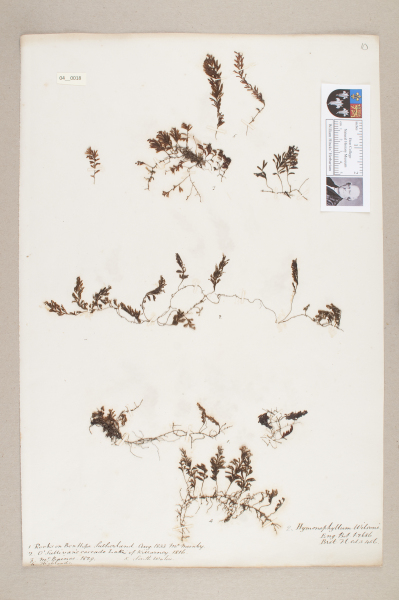 NHM_HH_4.18-2010 image NHM_HH_4.18-2010