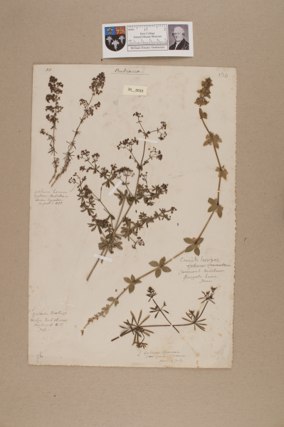 NHM_HH_26.33-2010 image NHM_HH_26.33-2010