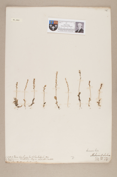 NHM_HH_40.22-2010 image NHM_HH_40.22-2010