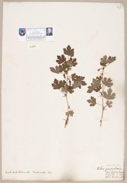 NHM_HH_12.70-2010 image NHM_HH_12.70-2010