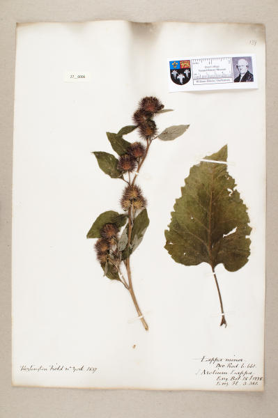 NHM_HH_27.6-2010 image NHM_HH_27.6-2010