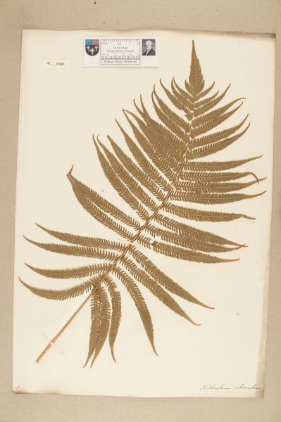 image NHM_HH_41.149-2010