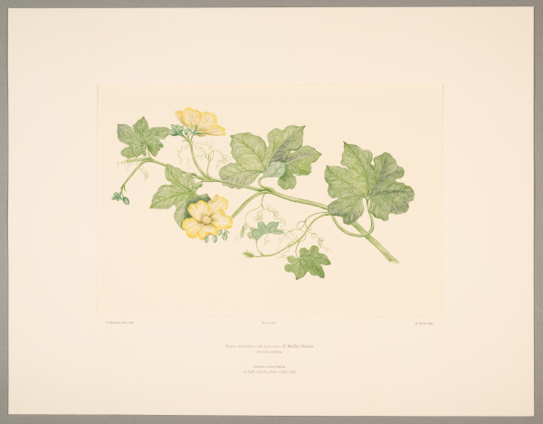 image FDA-E.2916_29_5-2016-cr