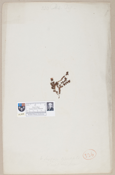 NHM_HH_13.8-2010 image NHM_HH_13.8-2010