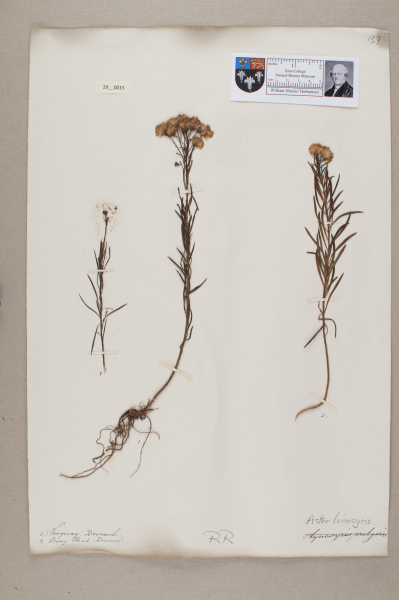 NHM_HH_29.15-2010 image NHM_HH_29.15-2010