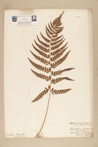 image NHM_HH_41.83-2010