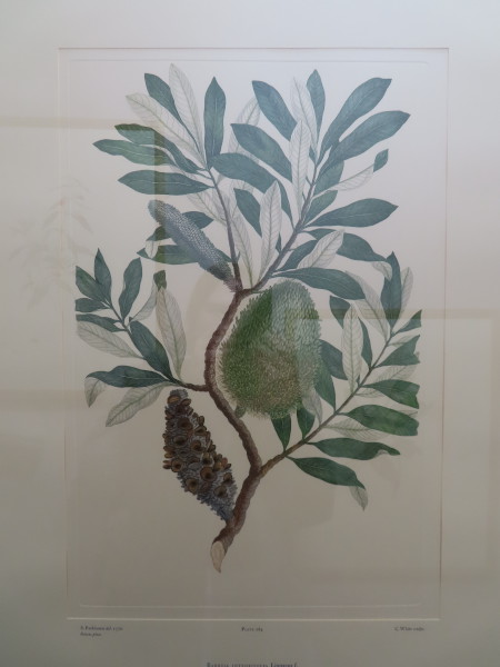 image FDA-E.2916_13_17-2016-A