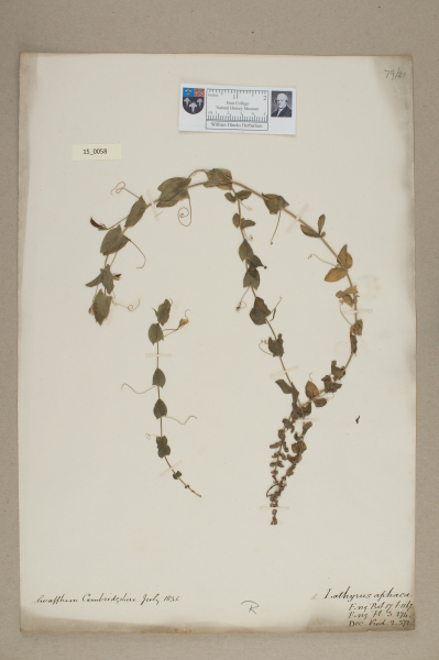 NHM_HH_15.58-2010 image NHM_HH_15.58-2010