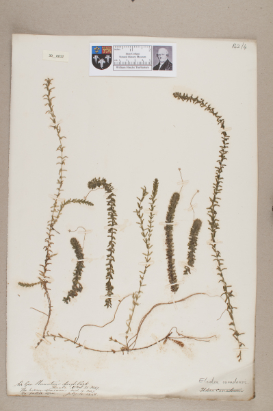 NHM_HH_30.12-2010 image NHM_HH_30.12-2010