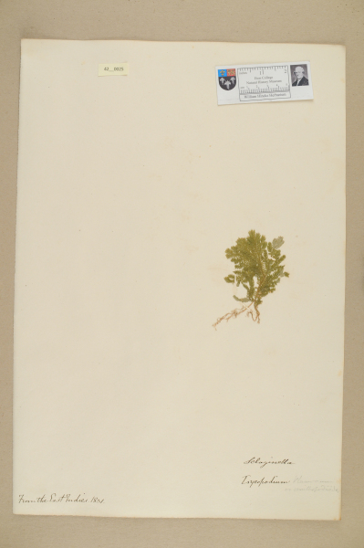 NHM_HH_42.25-2010 image NHM_HH_42.25-2010