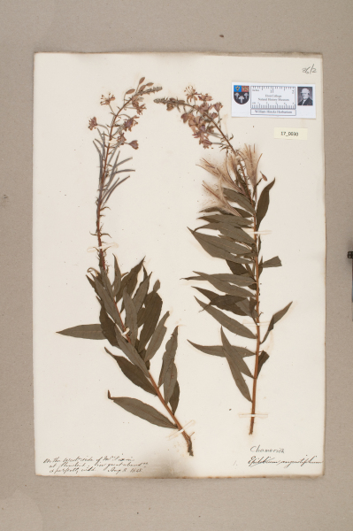 NHM_HH_17.30-2010 image NHM_HH_17.30-2010