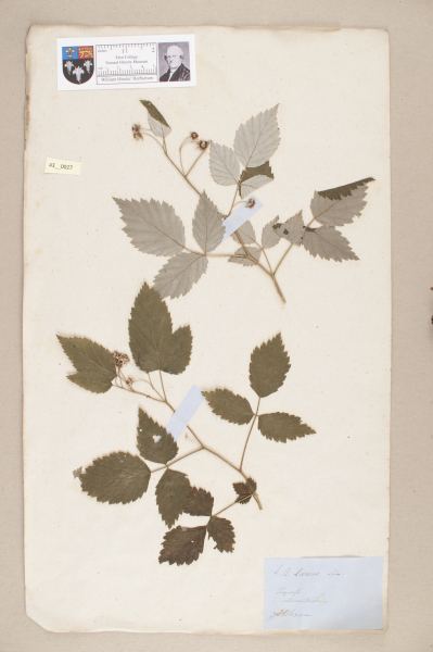 NHM_HH_43.27-2010 image NHM_HH_43.27-2010