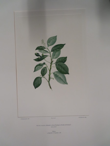 image FDA-E.2916_19_13-2016