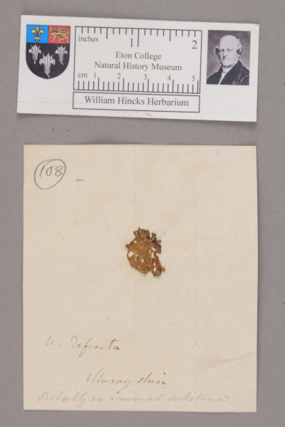 NHM_HH_1.108-2010 image NHM_HH_1.108-2010