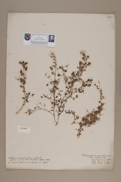 NHM_HH_19.40-2010 image NHM_HH_19.40-2010