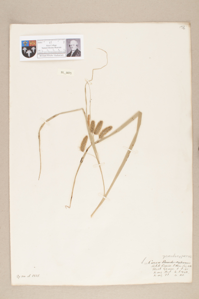 NHM_HH_33.71-2010 image NHM_HH_33.71-2010