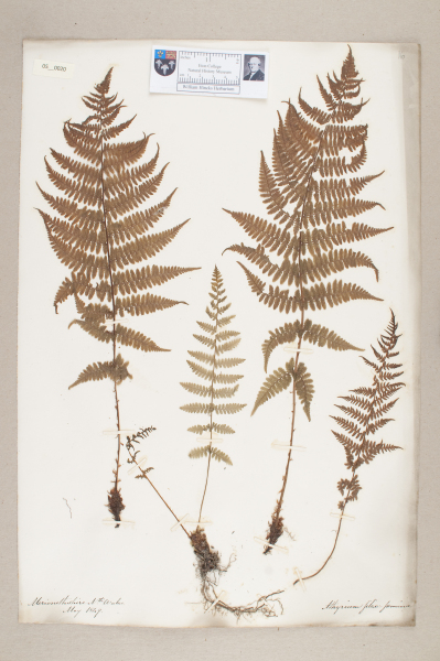 NHM_HH_5.20-2010 image NHM_HH_5.20-2010