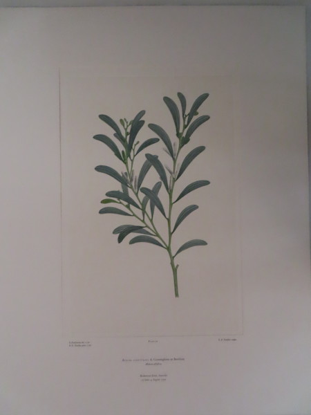 image FDA-E.2916_5_5-2016