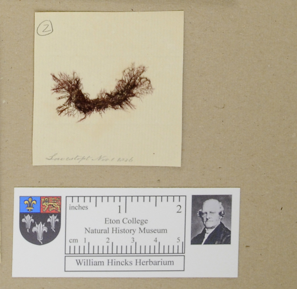 NHM_HH_1.2-2010 image NHM_HH_1.2-2010