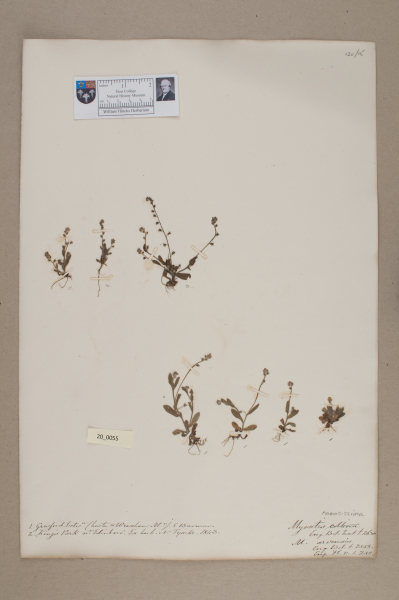 NHM_HH_20.55-2010 image NHM_HH_20.55-2010