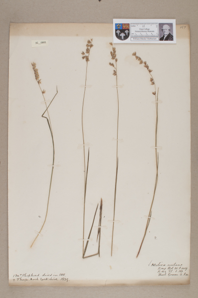 NHM_HH_35.1-2010 image NHM_HH_35.1-2010