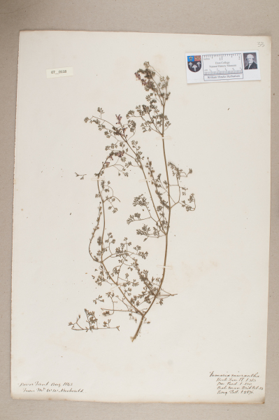 NHM_HH_7.118-2010 image NHM_HH_7.118-2010