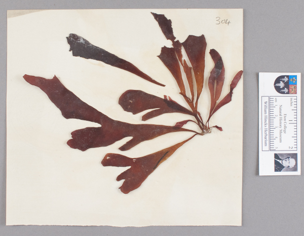 NHM_HH_1.304-2010 image NHM_HH_1.304-2010