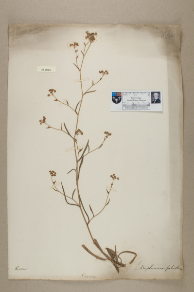 NHM_HH_22.3-2010 image NHM_HH_22.3-2010