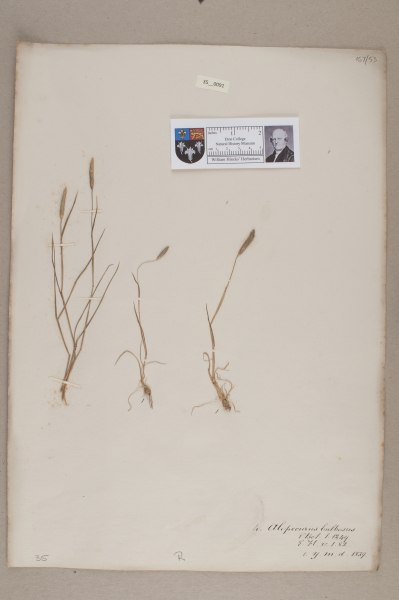 NHM_HH_35.91-2010 image NHM_HH_35.91-2010