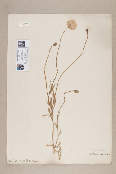 NHM_HH_7.96-2010 image NHM_HH_7.96-2010